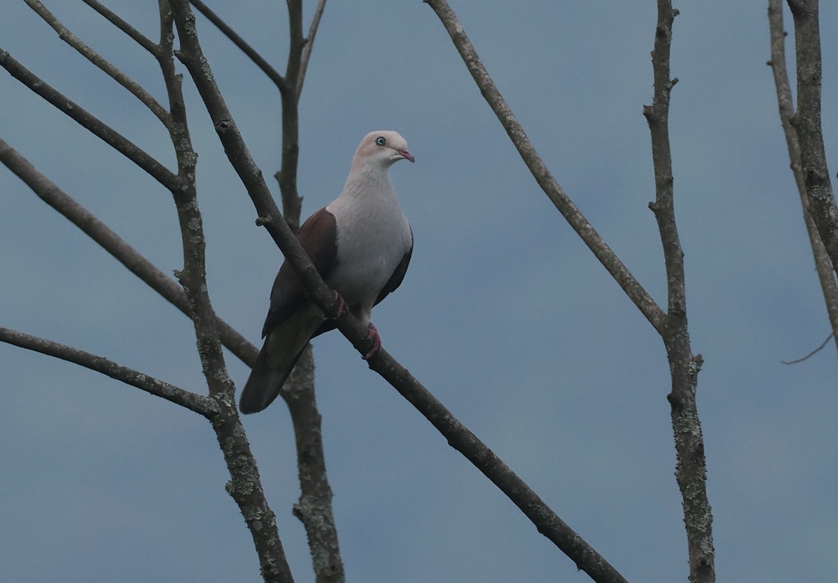 ヤマミカドバト - ML646480903