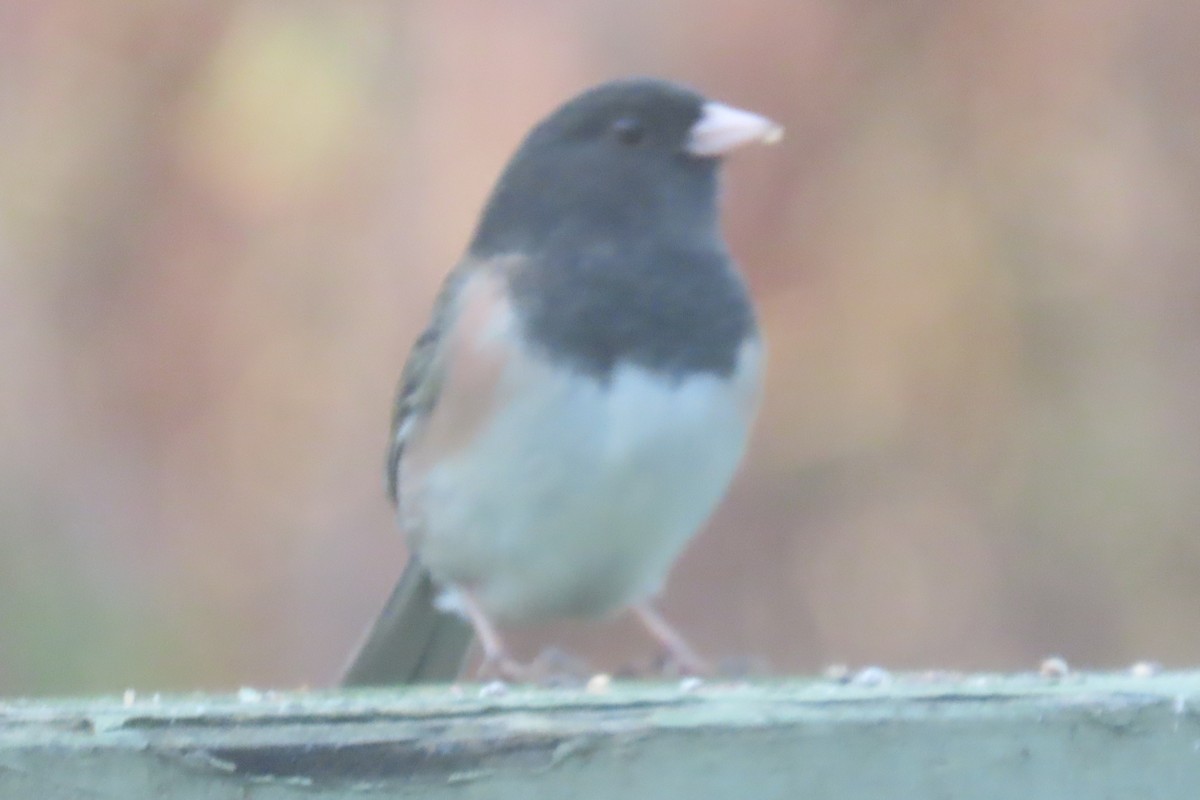 ユキヒメドリ - ML646480906