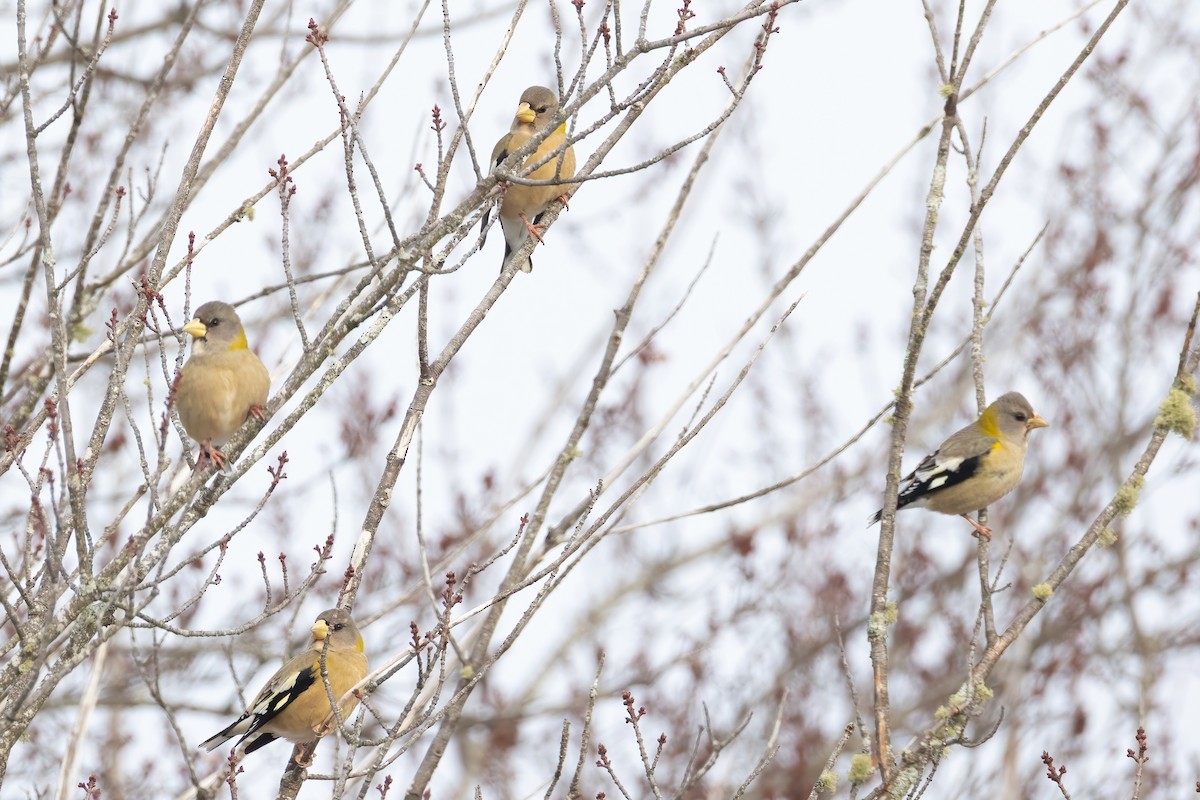 Evening Grosbeak - ML646480907