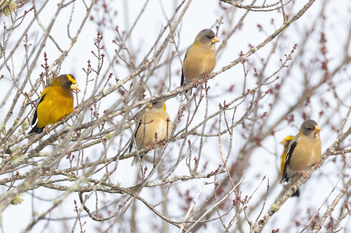 Evening Grosbeak - ML646480908