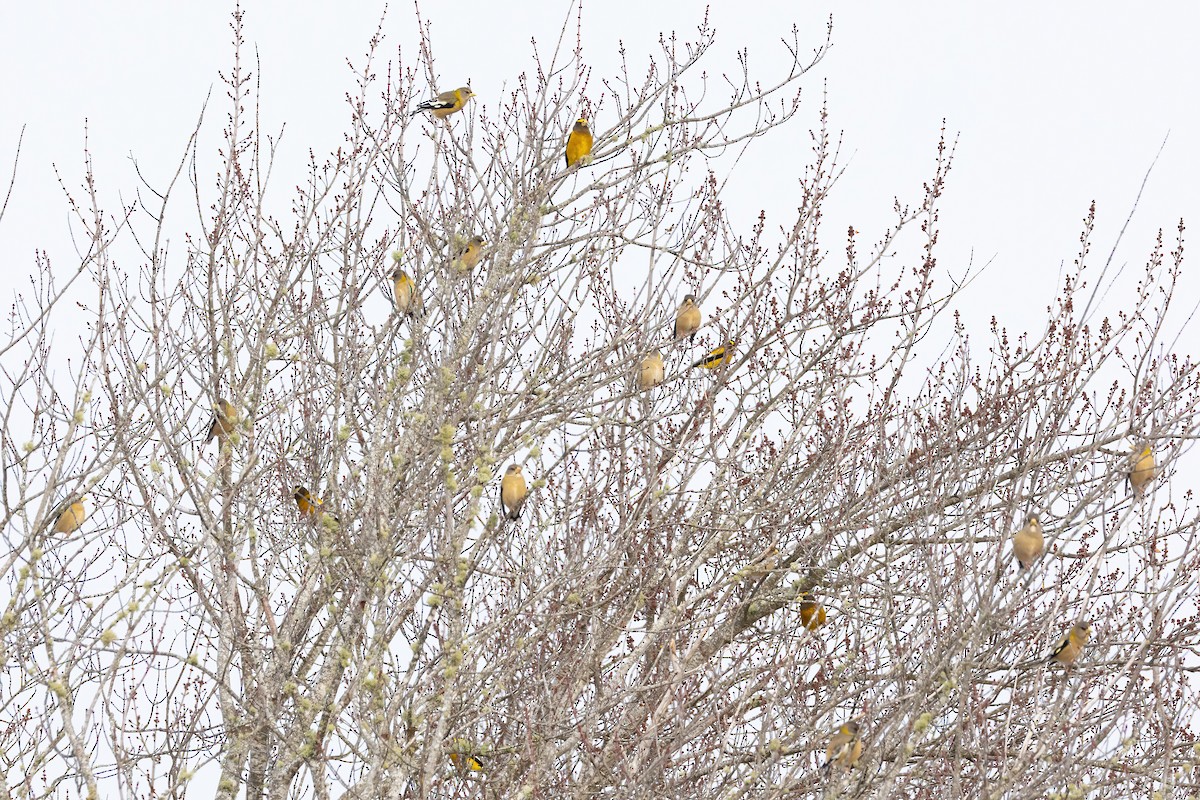 Evening Grosbeak - ML646480909