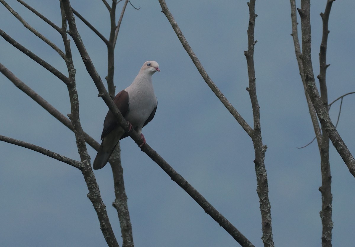 ヤマミカドバト - ML646480910