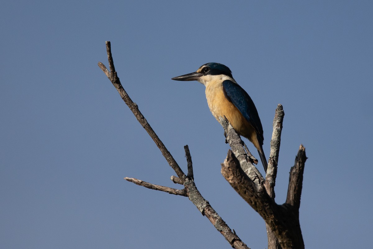 ledňáček posvátný - ML646480911