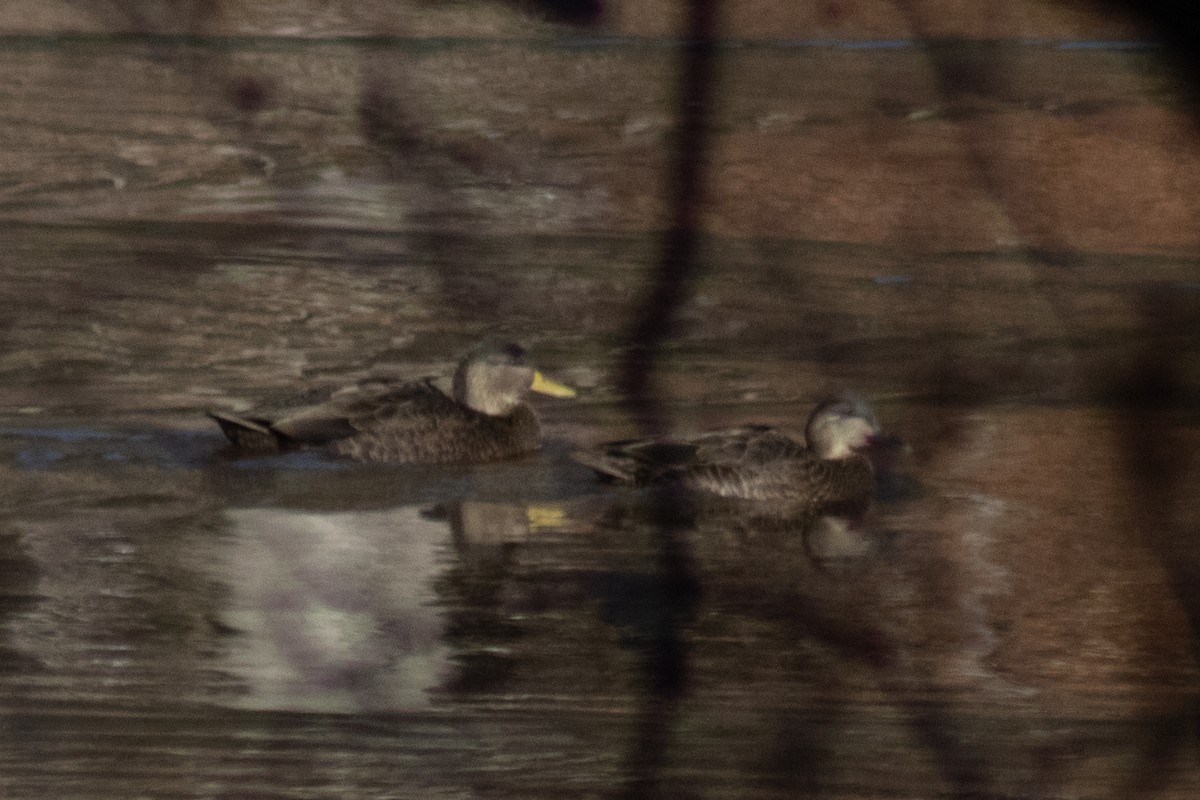 American Black Duck - ML646480912