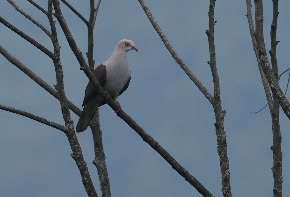 ヤマミカドバト - ML646480913