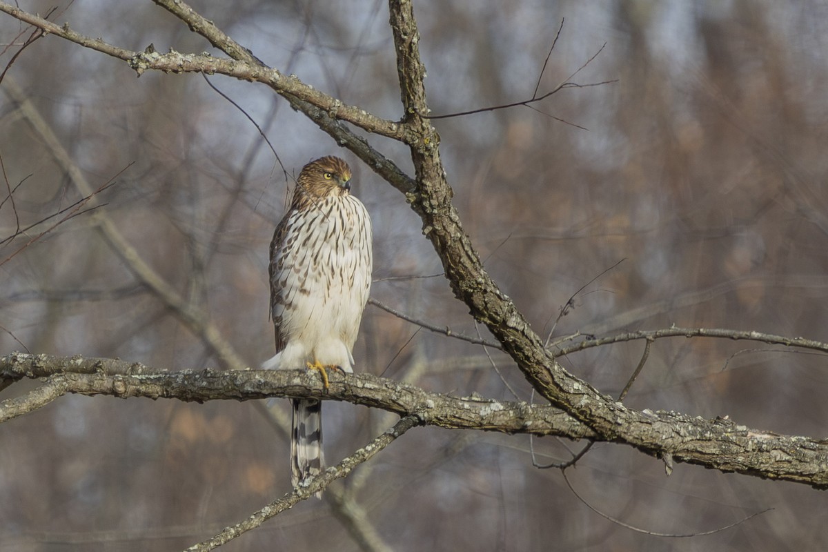 Cooper's Hawk - ML646480914