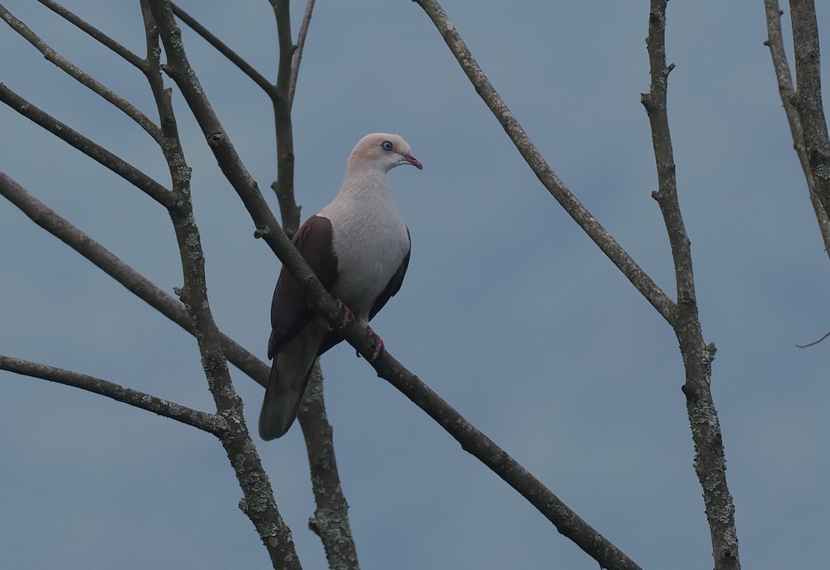 ヤマミカドバト - ML646480918