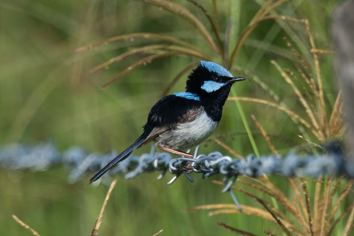 modropláštník nádherný - ML646480921