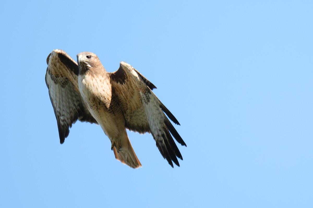 Red-tailed Hawk - ML646480923