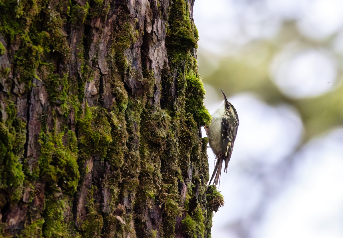 Brown Creeper - ML646480925
