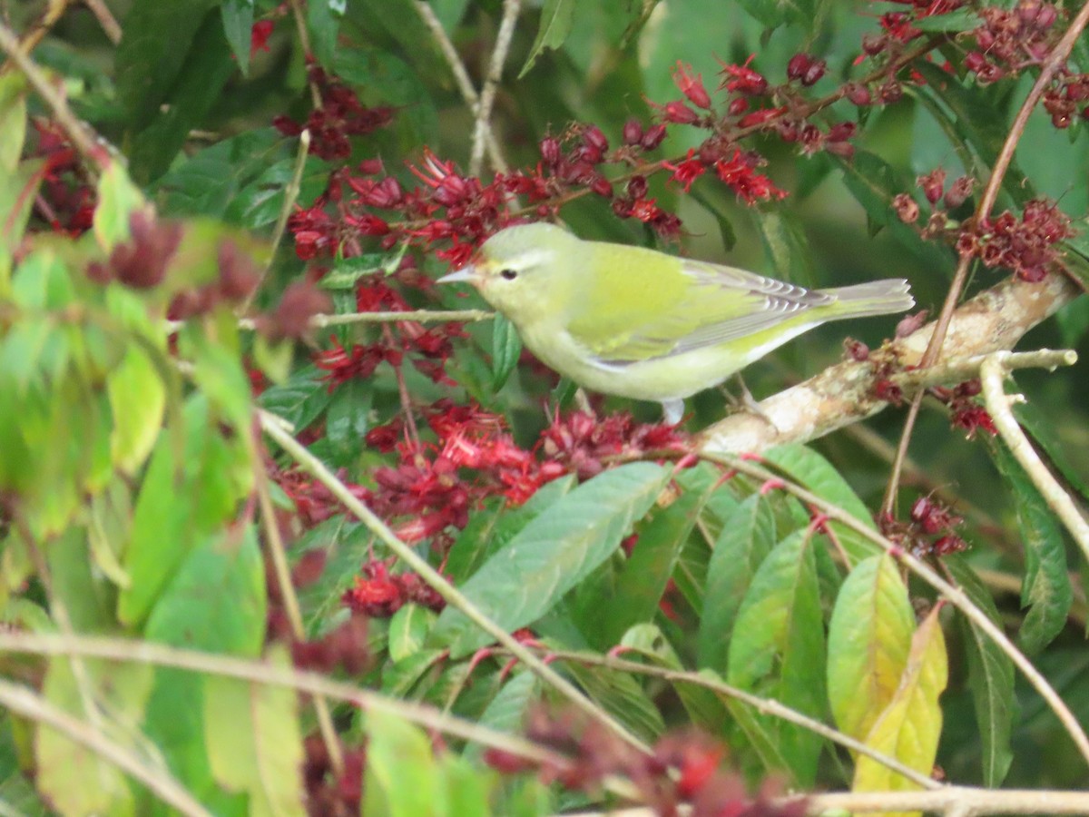 Червоїд світлобровий - ML646480926