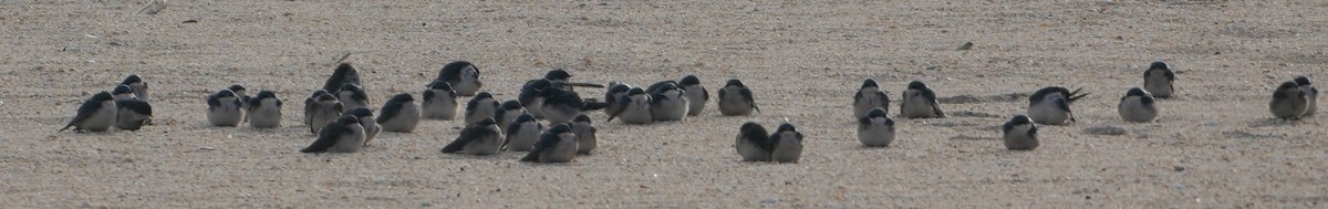 Ağaç Kırlangıcı - ML646480927