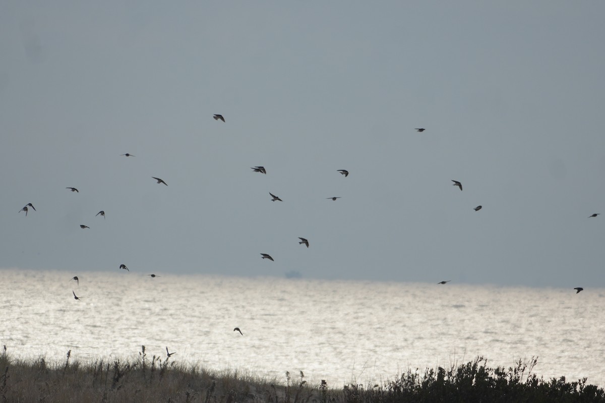 Ağaç Kırlangıcı - ML646480928