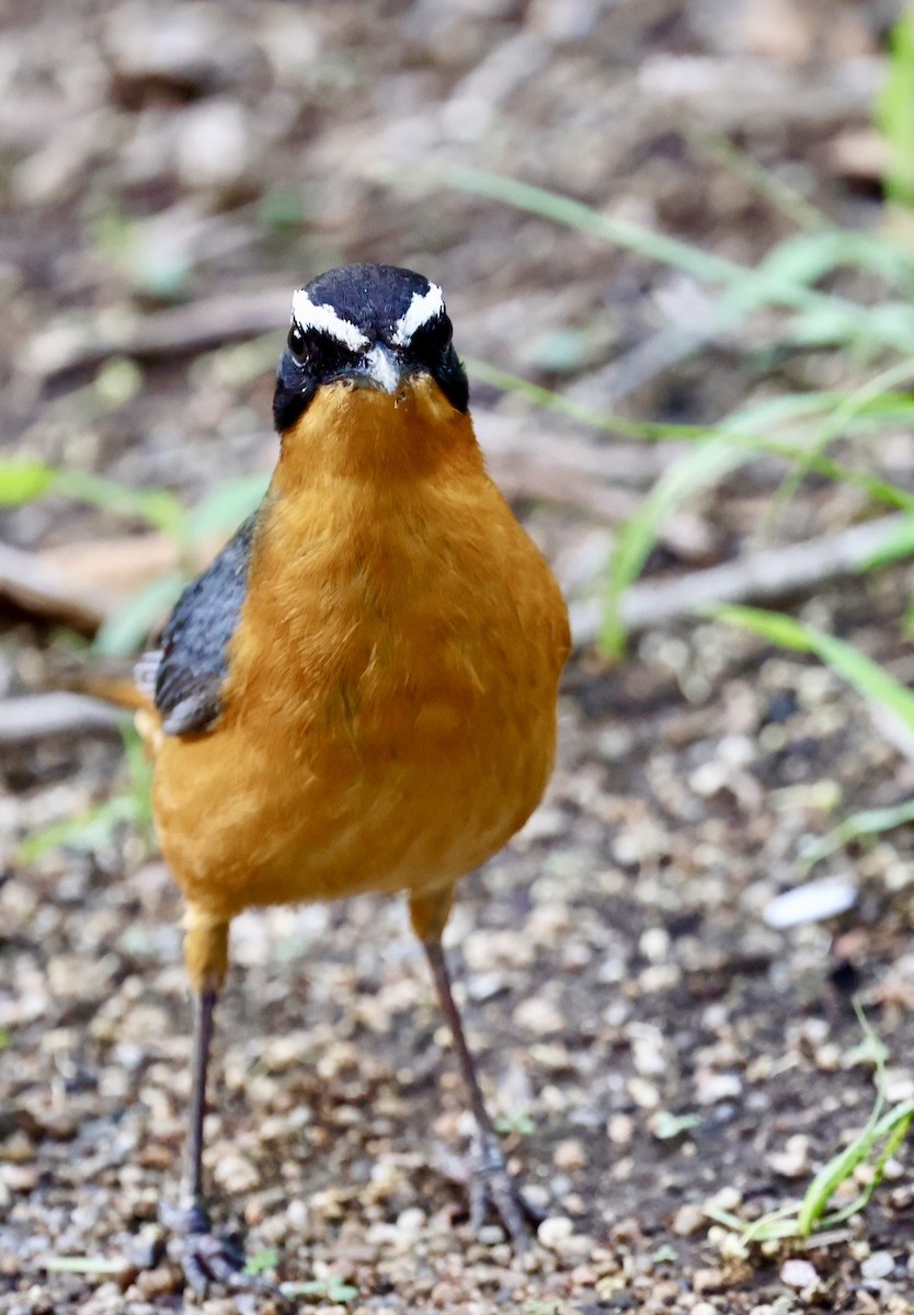 White-browed Robin-Chat - ML646480929