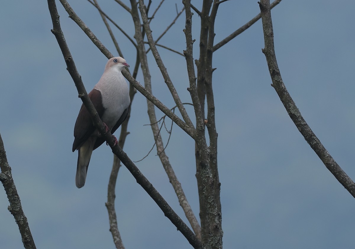 ヤマミカドバト - ML646480932