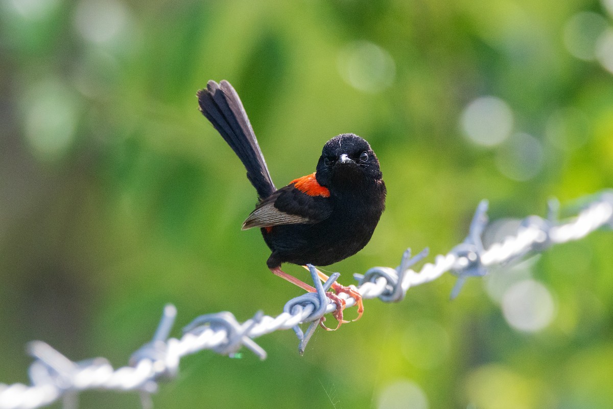 černáček rudohřbetý - ML646480933