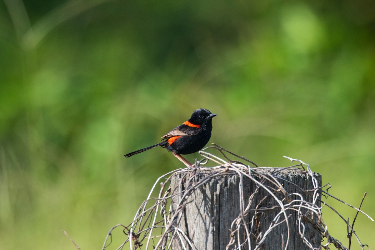 černáček rudohřbetý - ML646480934