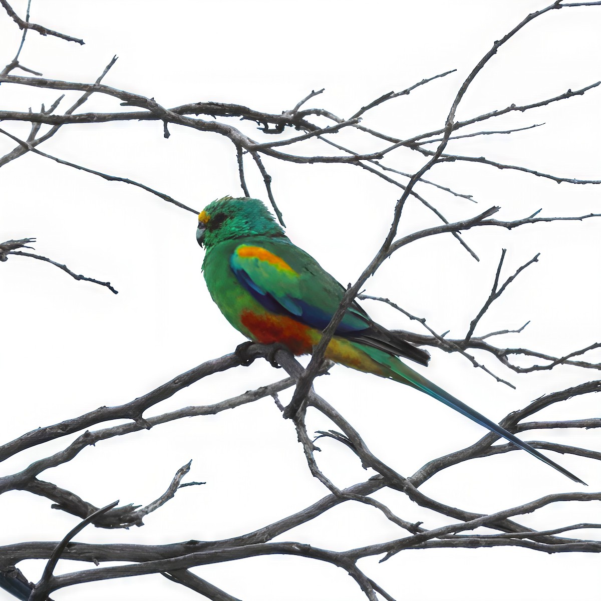 Mulga Parrot - ML646480935