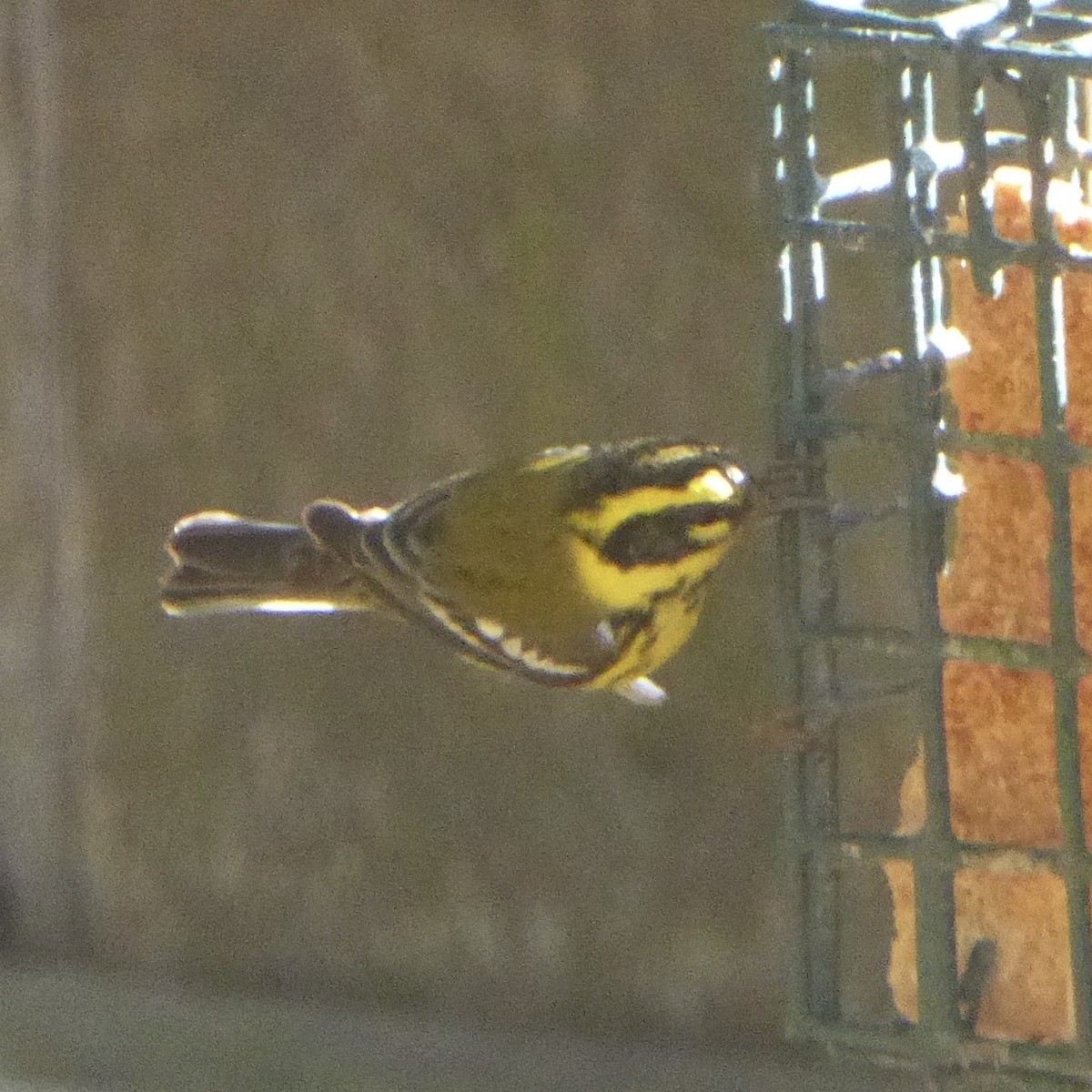 Townsend's Warbler - ML646480937