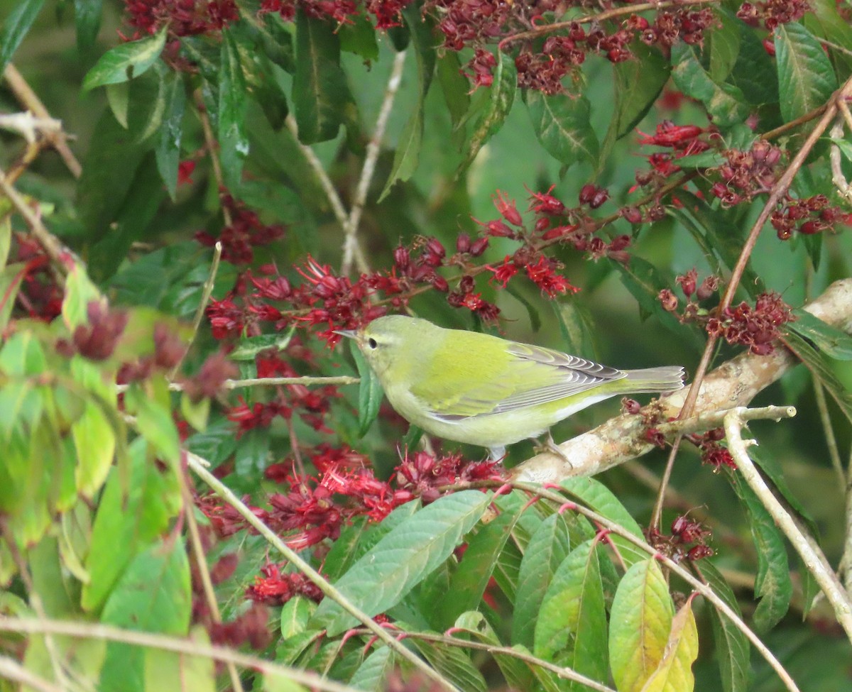 Червоїд світлобровий - ML646480944