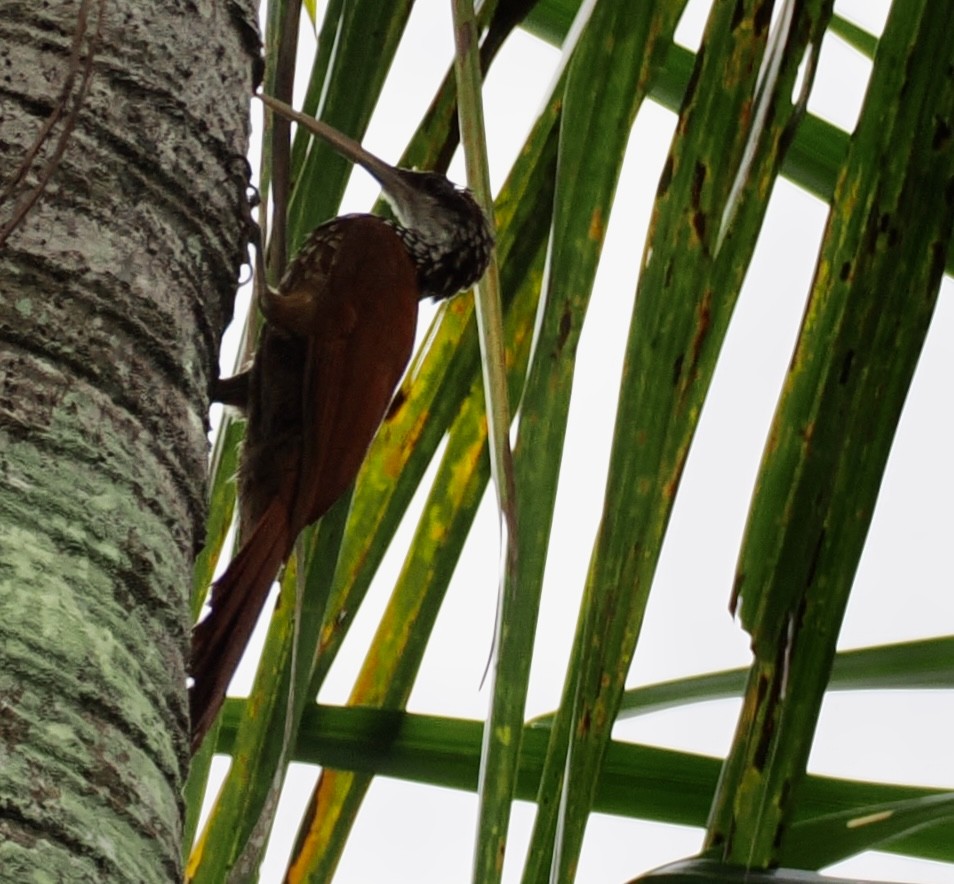 Long-billed Woodcreeper - ML646480946