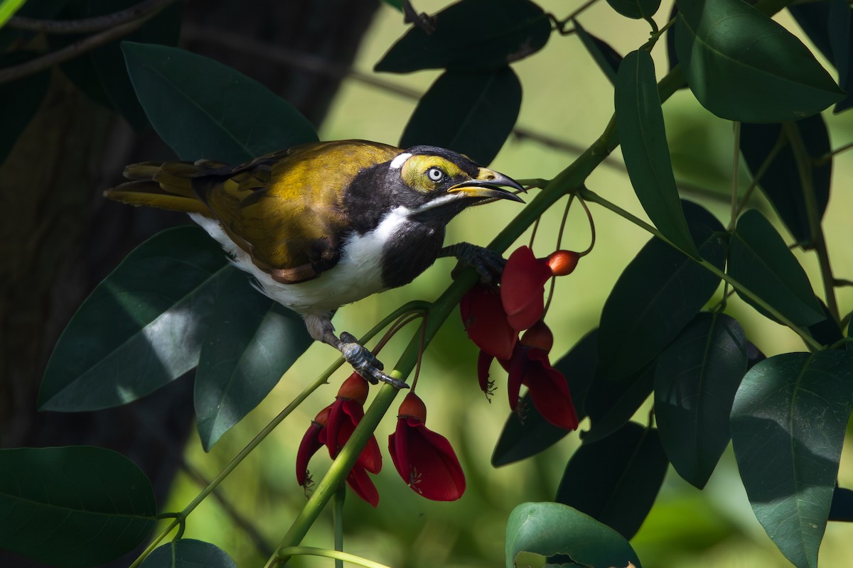 medosavka modrolící - ML646480947