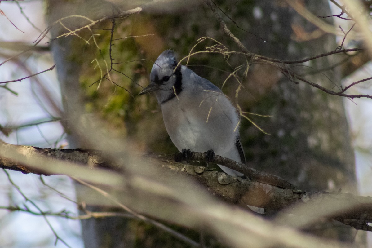 Blue Jay - ML646480949
