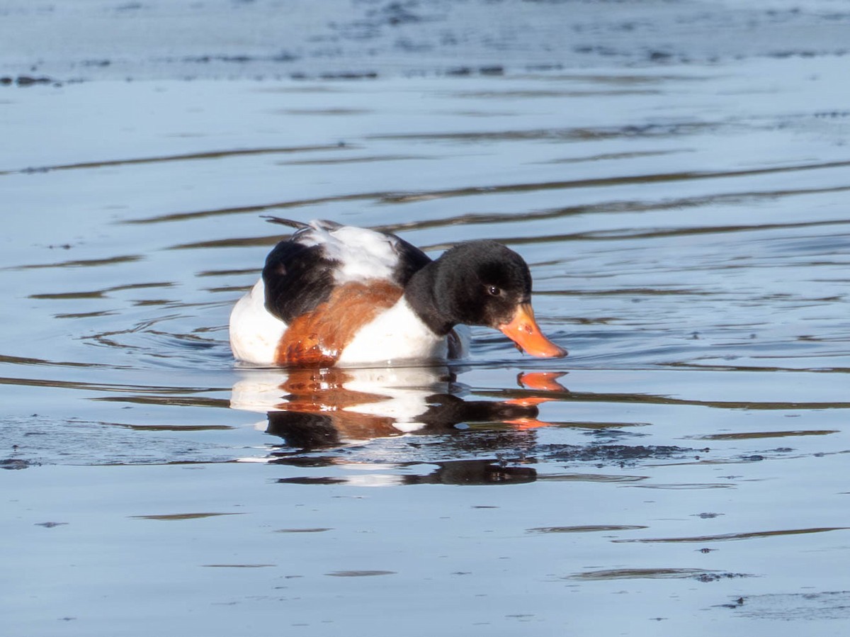 Brandgans - ML646480951