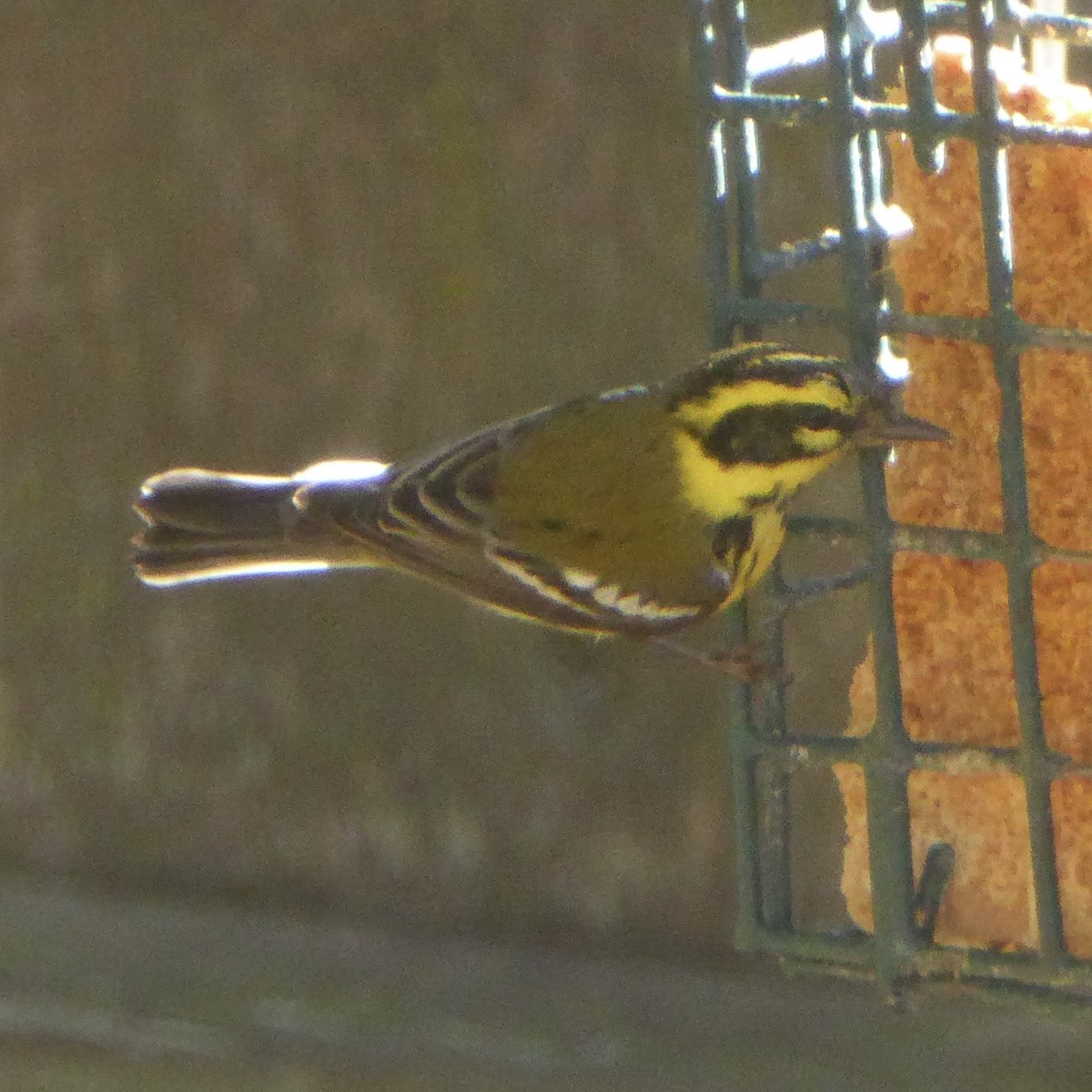 Townsend's Warbler - ML646480953