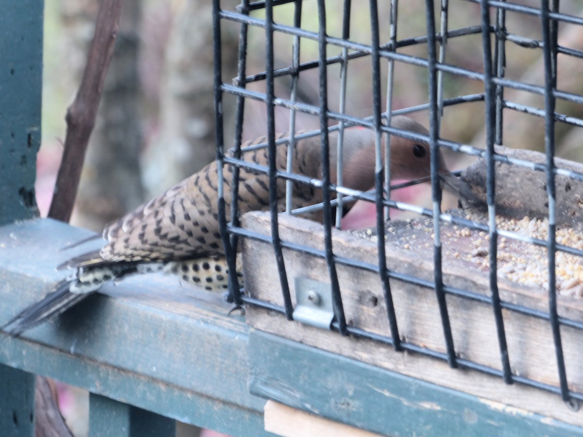 Northern Flicker (Yellow-shafted) - ML646480954