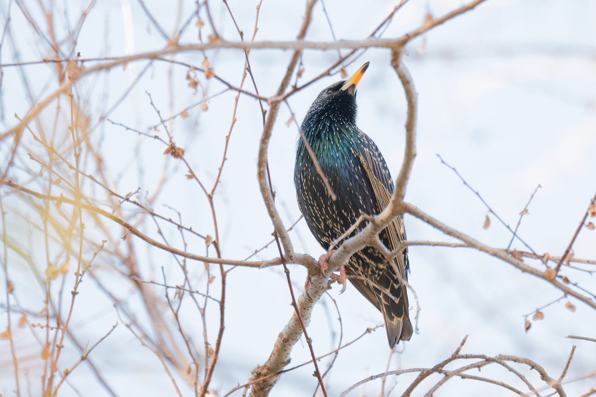 European Starling - ML646480957