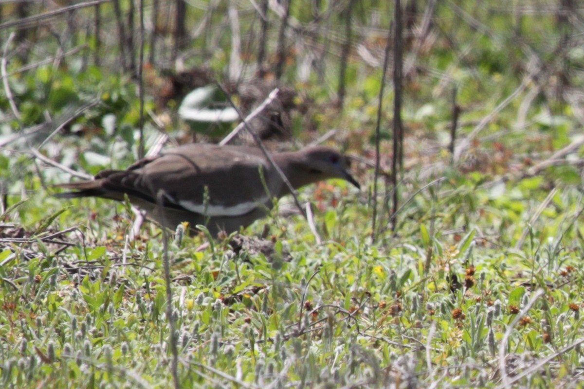 White-winged Dove - ML646480958