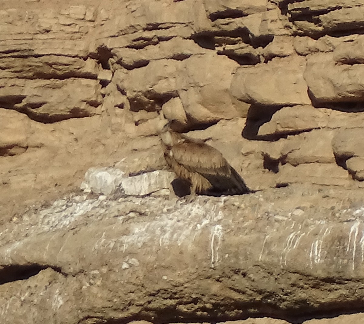 Eurasian Griffon - ML646480960