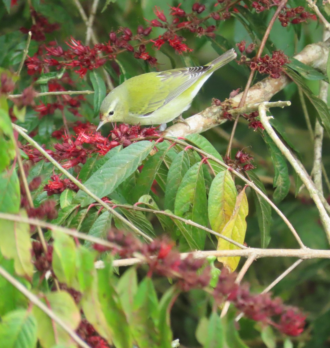 Червоїд світлобровий - ML646480961