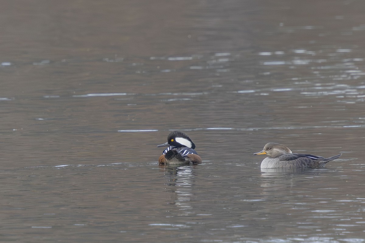 Hooded Merganser - ML646480962