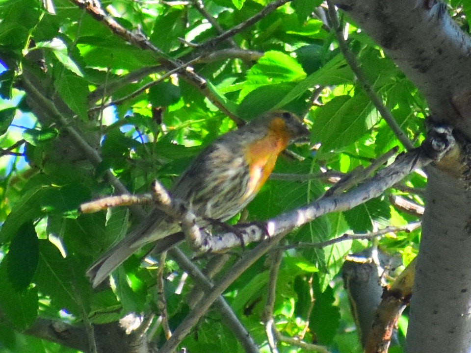 Ev Çütresi [mexicanus grubu] - ML646480966