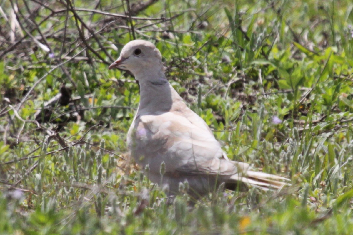 Eurasian Collared-Dove - ML646480970