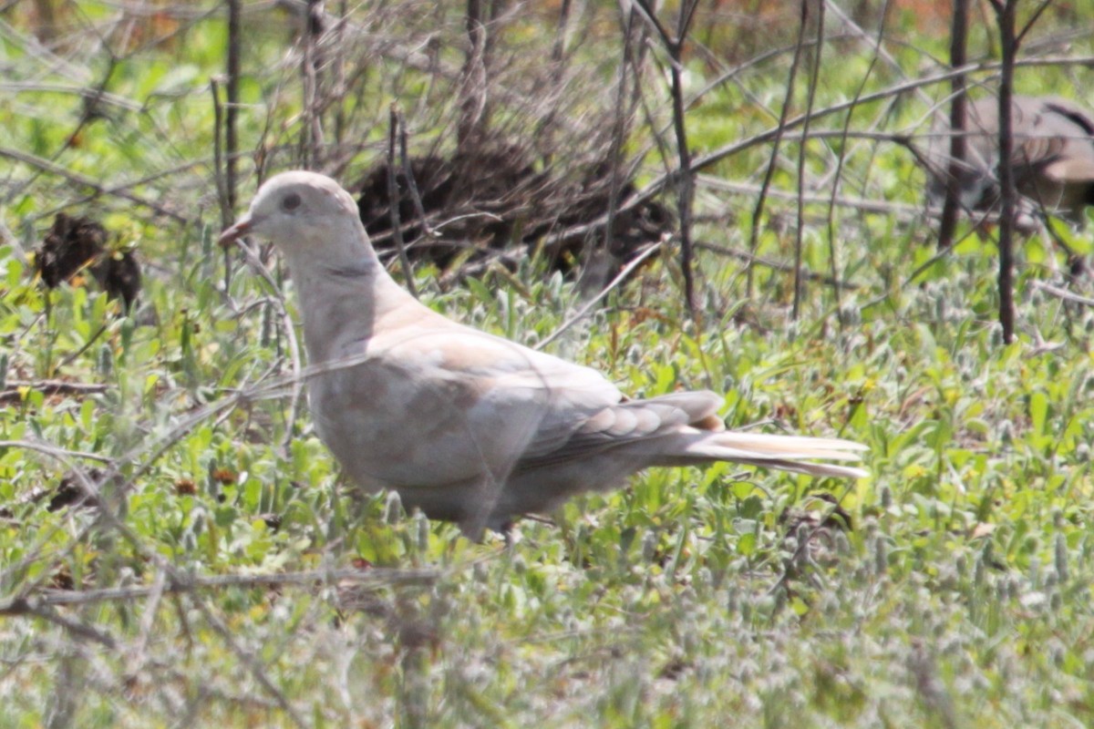 Eurasian Collared-Dove - ML646480971