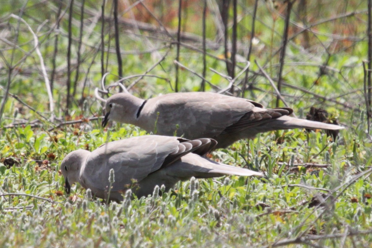 Eurasian Collared-Dove - ML646480972