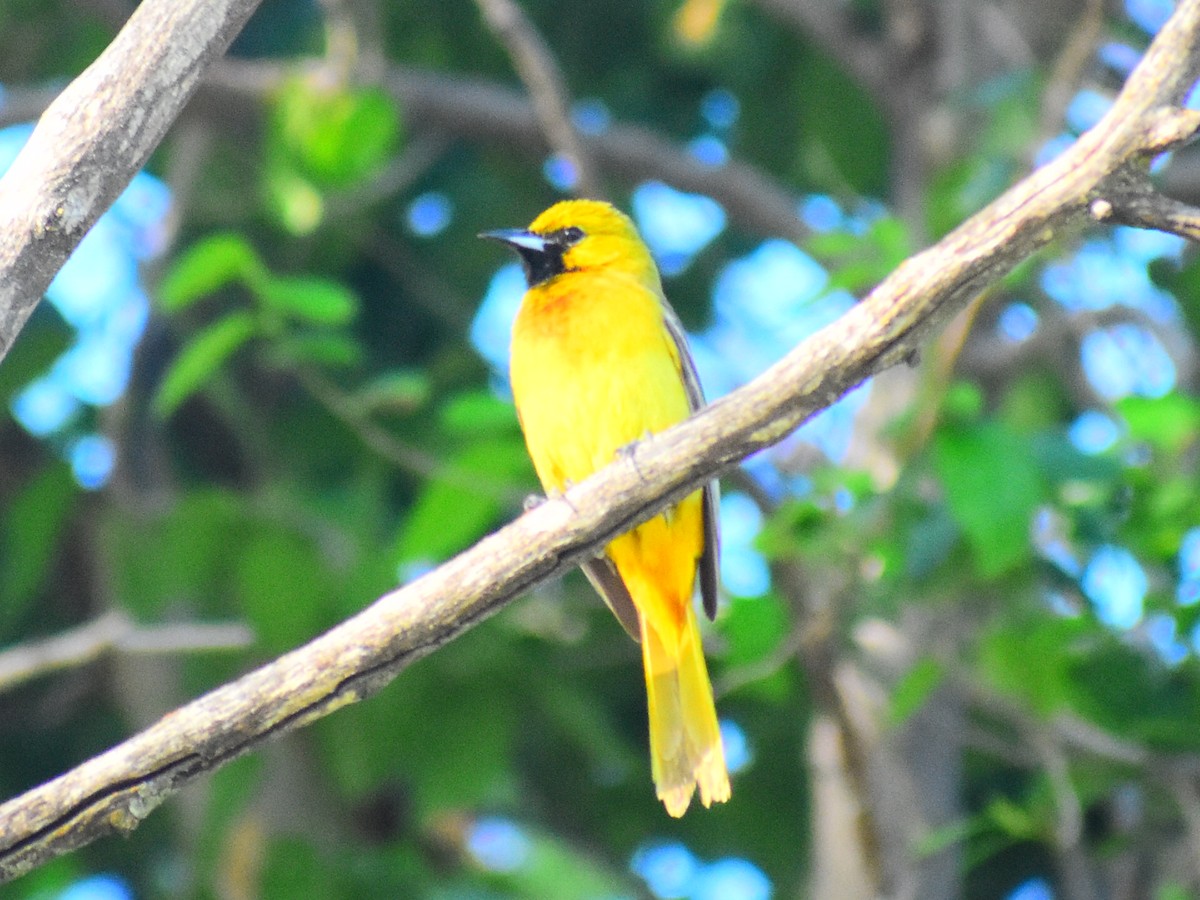 Bahçe Turpiyalı (spurius) - ML646480974