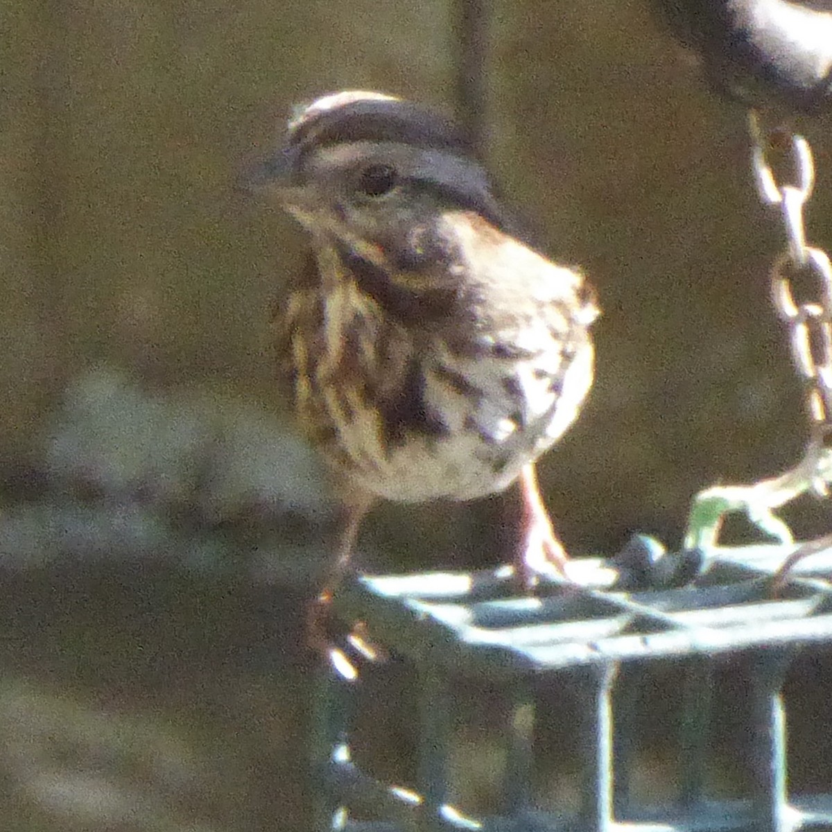 Song Sparrow - ML646480975