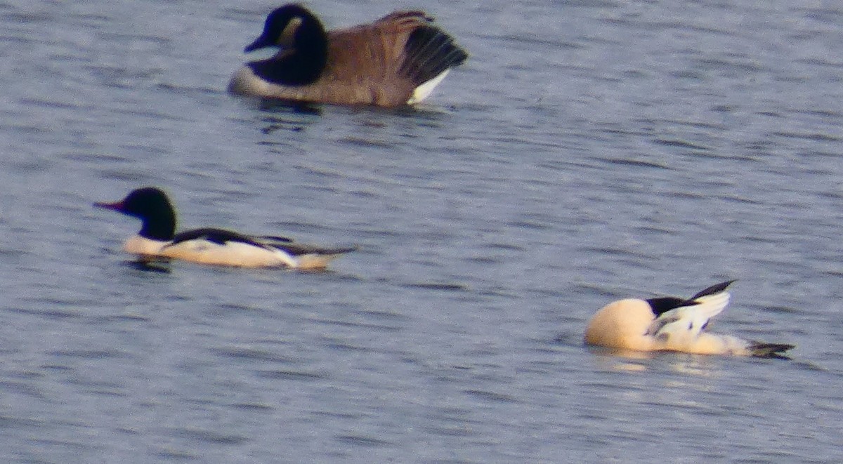 Common Merganser - ML646480976