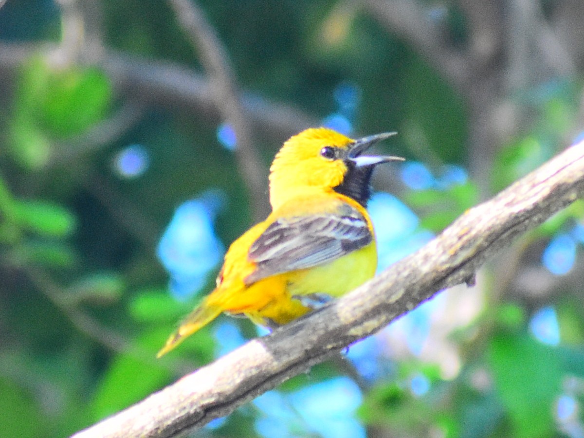 Bahçe Turpiyalı (spurius) - ML646480980