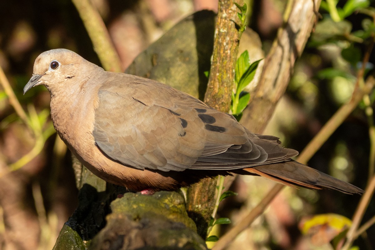 Eared Dove - ML646480981