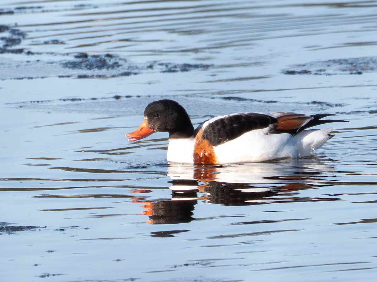 Brandgans - ML646480982