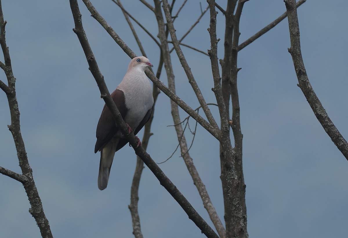 ヤマミカドバト - ML646480984