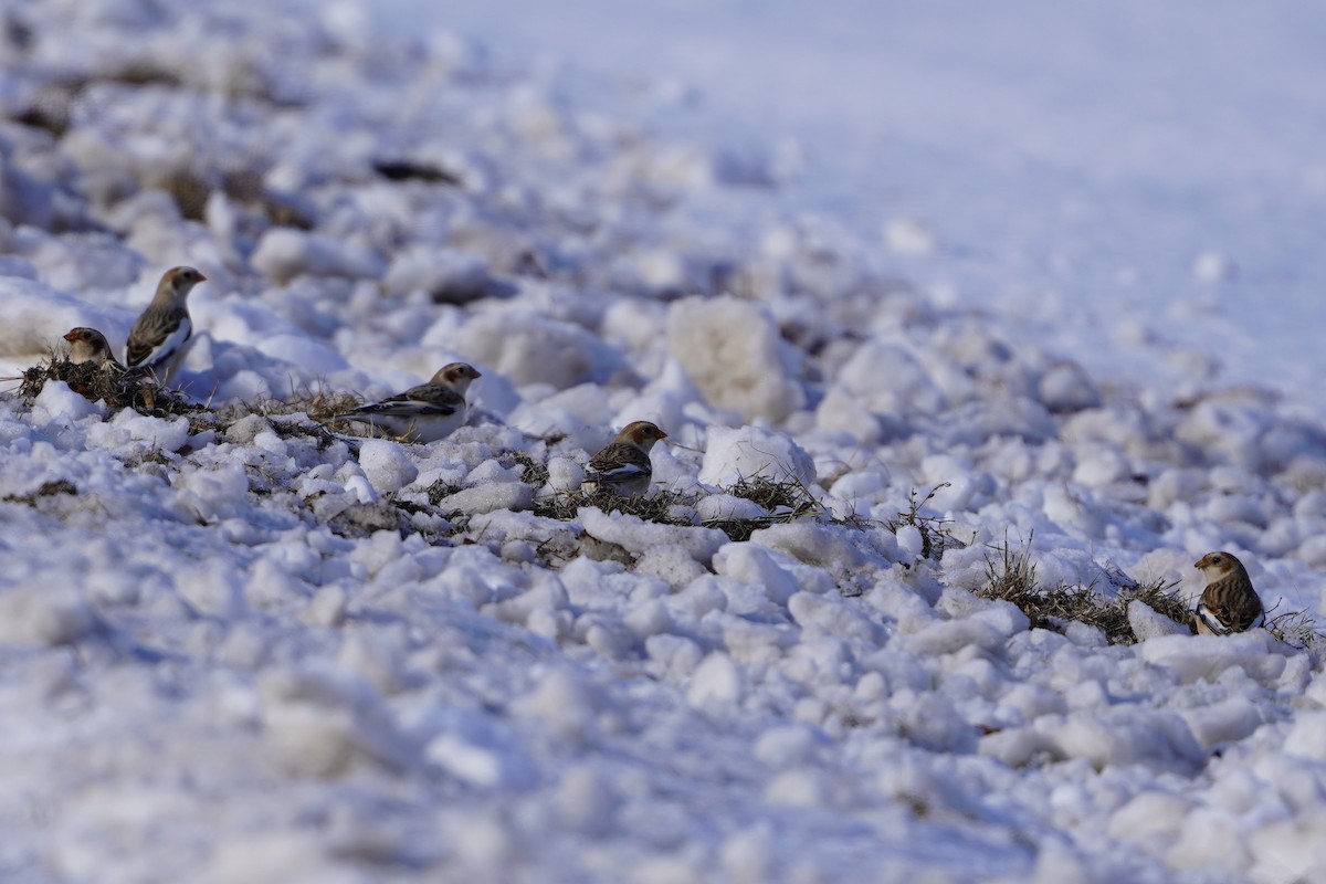 雪鵐 - ML646480985