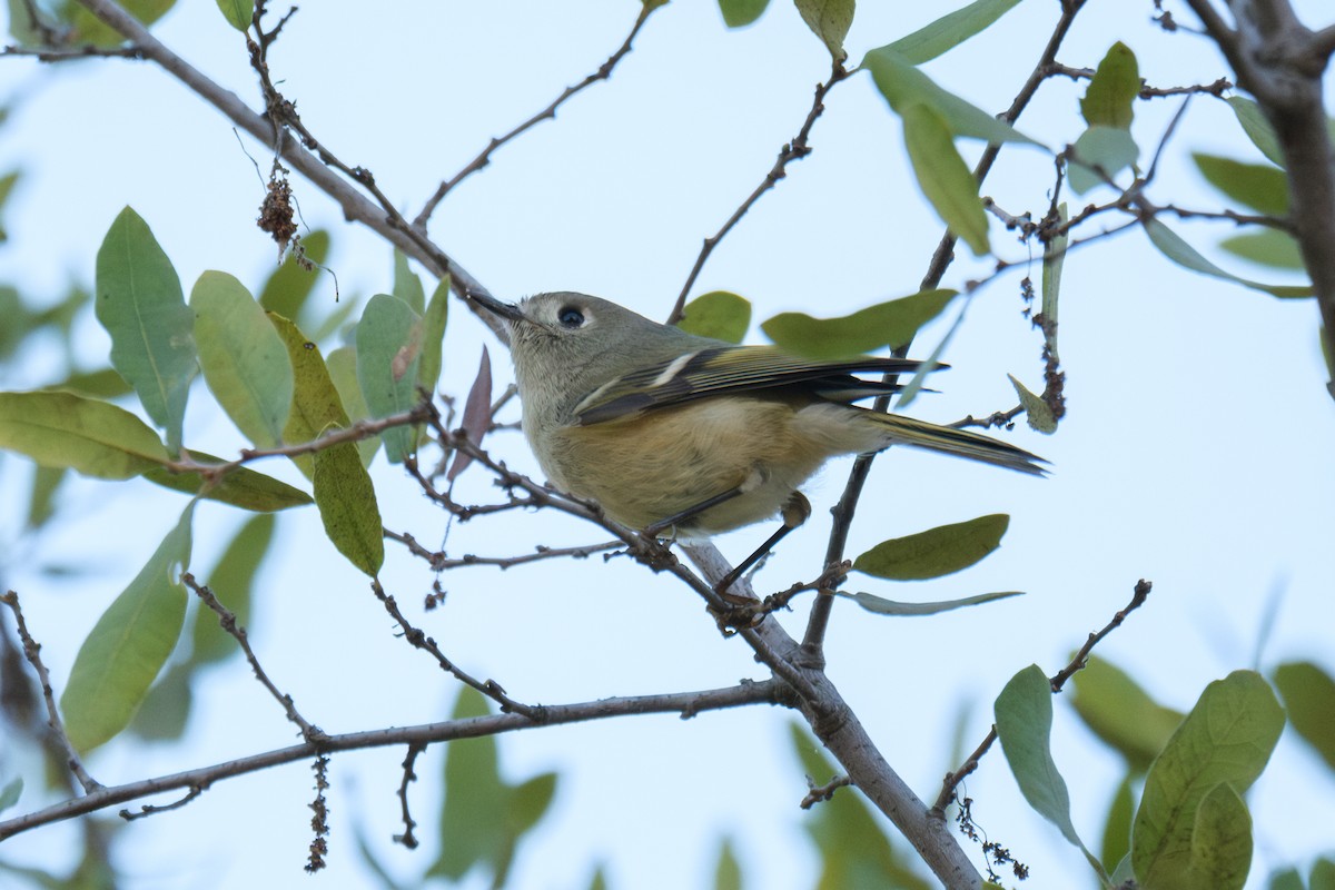 Ruby-crowned Kinglet - ML646480988