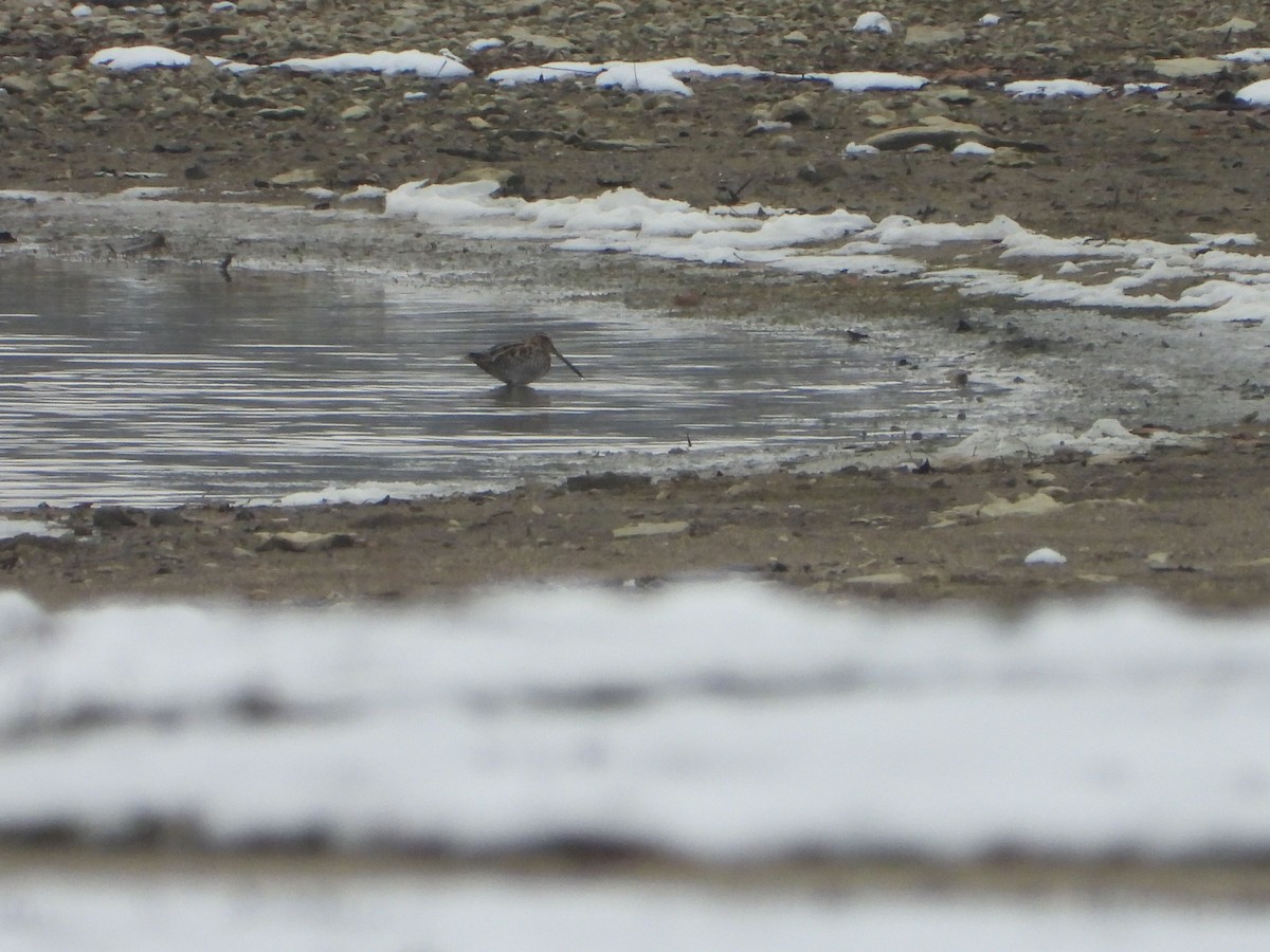 Wilson's Snipe - ML646480990