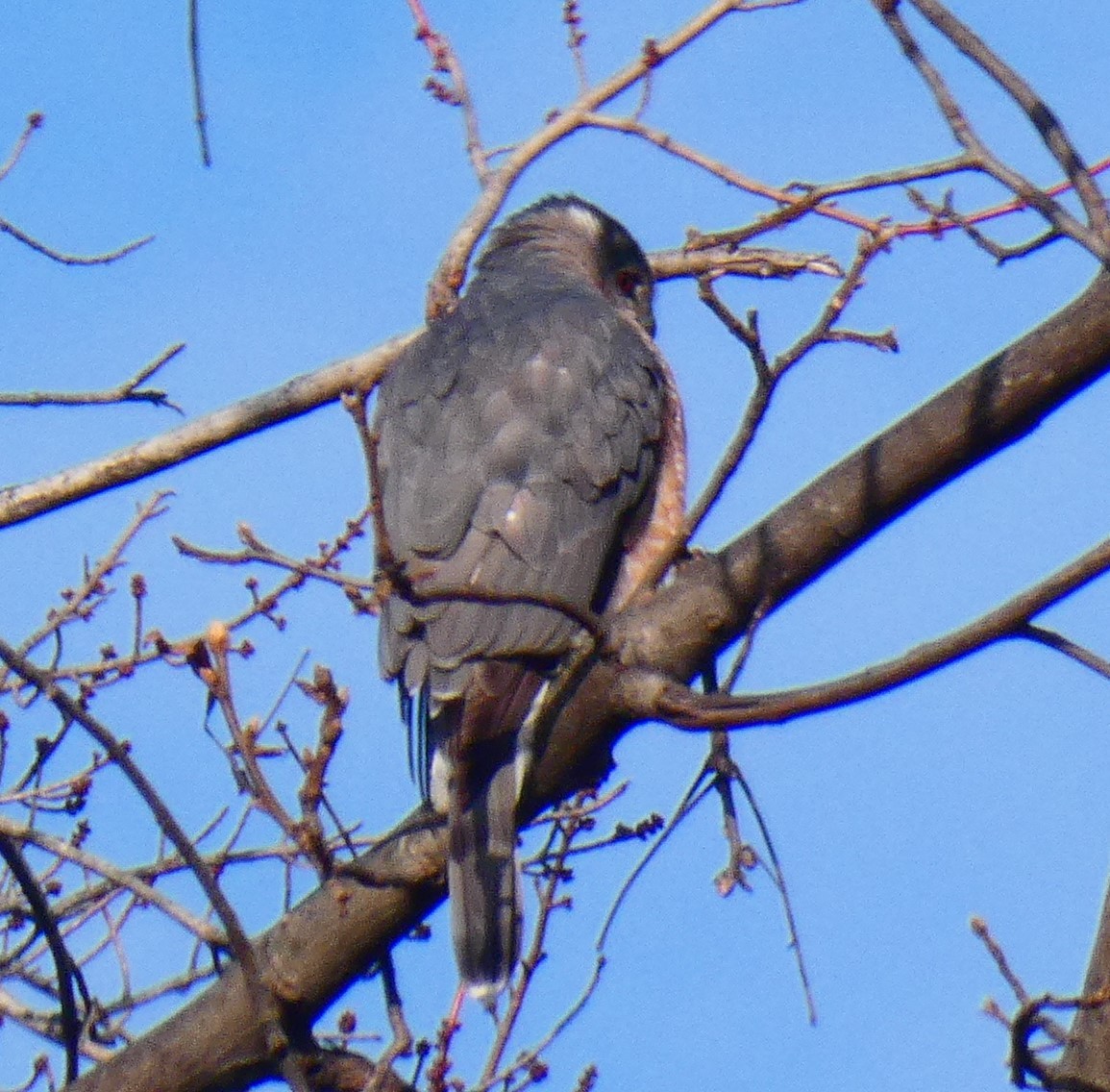 Cooper's Hawk - ML646480992